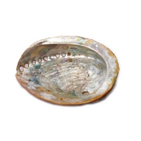 Coquille d'ormeau pour encens ou batons de fumigation 12-14cm Rekinke