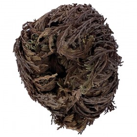 Rose de jericho Rekinke